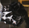 Carmen with kittens from both her own D-litter and her sisters C-litter