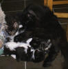 Carmen with kittens both from her D-litter and her sister Cajza's C-litter