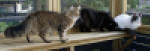 Emilia, Carmen and Charles inspecting the extension of our catrun.