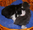 Carl, Clary and Claes