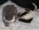 Claes and Clary