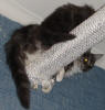 Albert balanserar med sin halvbror Blacky
