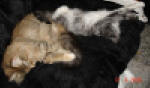 Albert myser i soffan med faster Sunnygirl