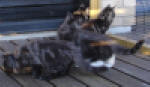 Blacky, Buster, Bianca och Bertha