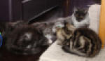 Blacky, Buster, Albert och Bianca