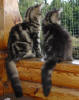 Bianca och Bertha