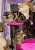 Bianca, Sunnygirl and Bertha