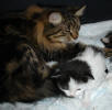 Bertha helps out with Clary from the C-litter