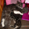 Feeding time for C-litter including some from Carmen's D-litter