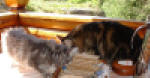 Daisy and sister Berhta at the breakfasttable