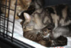 Cousin David helping the kittens with toilet duties