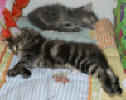 Gustava and Gabriel