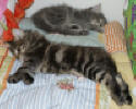 Gustava and Gabriel