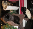 Bianca, Frans and Fredrika